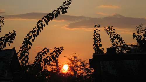 outdoors silhouette photo of green-leafed plants sunlight