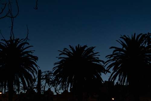 outdoors silhouette photo of palm trees night