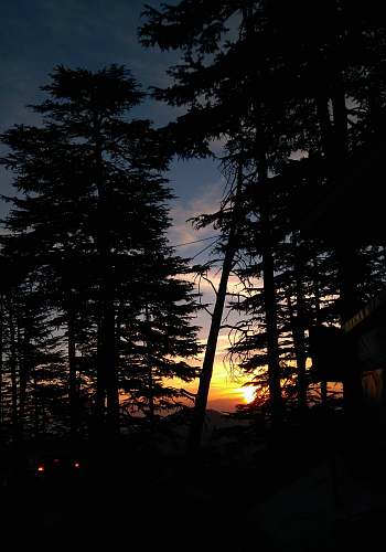 outdoors silhouette photography of green-leafed trees sunlight