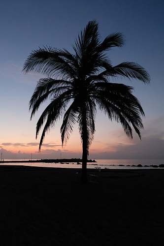 silhouette silhouette photography of palm tree tropical