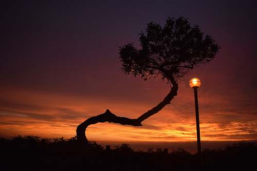 silhouette silhouette photography of tree and post lamp during golden hour outdoors