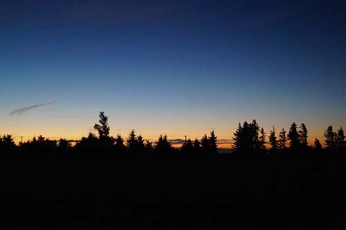 outdoors silhouette photography of trees plant