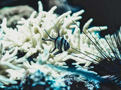 ocean silver and black striped pet fish outdoors
