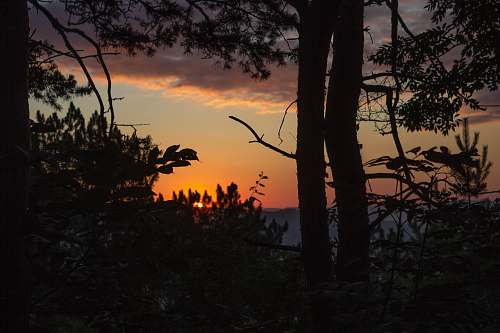 outdoors tall trees dawn