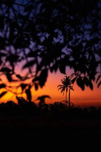outdoors tree leaves under golden hour dusk