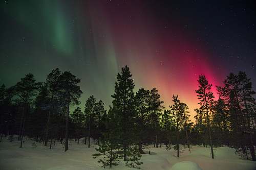 night trees and aurora rays aurora
