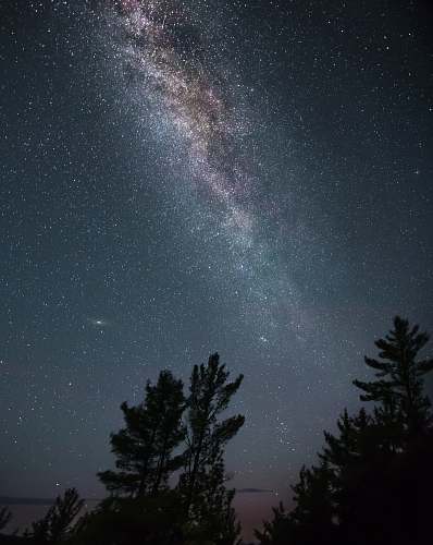 grey silhouette of tall trees under white star lot during night time milky way
