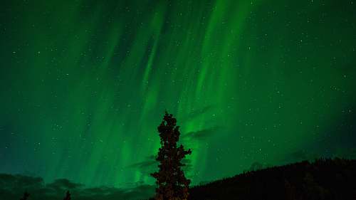 green silhouette of tree on front of green sky nature