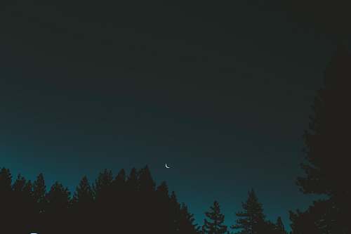 moon silhouette of trees tree