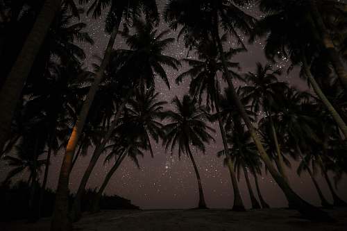 tree silhouette photography of coconut tress during nighttime maldives