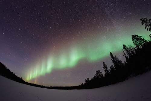 aurora worm's eye view of aurora over tall trees outdoors