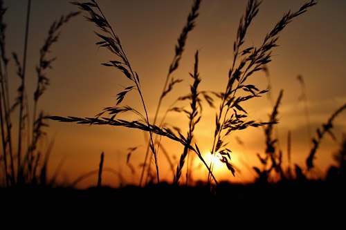 nature grass at sunset sky