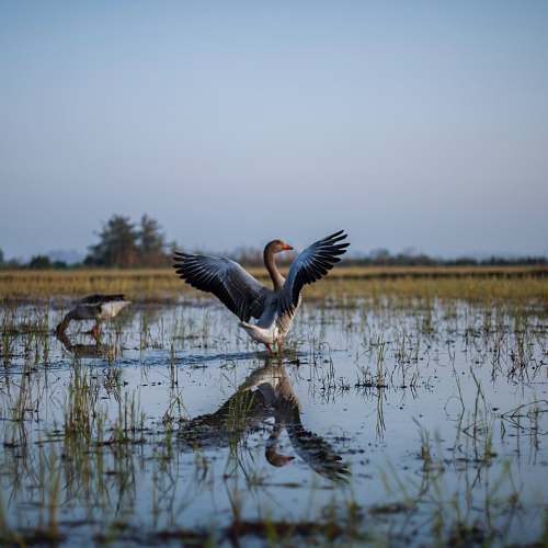 nature gray swan on body of water land
