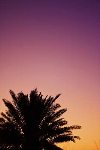 nature silhouette of palm tree sky
