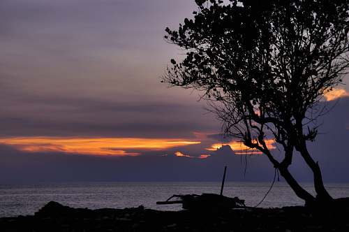 nature silhouette of tree and boat across body of water dawn