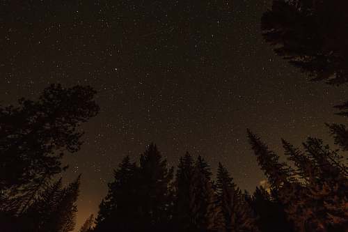 tree worm's-eye photography of field of trees night