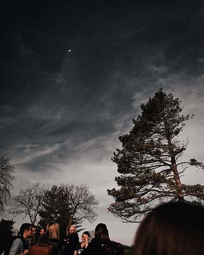 human group of people gathering near tall trees during night time nature