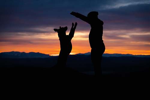 human man and dog playing during golden hour silhouette