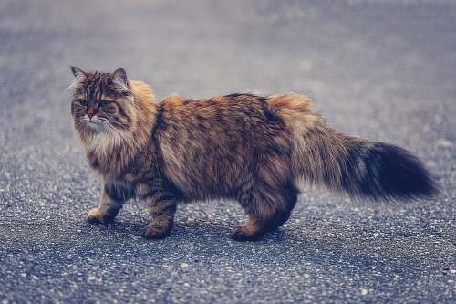 cat brown Persian cat walking mammal