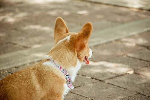 mammal short-coated fawn dog strap