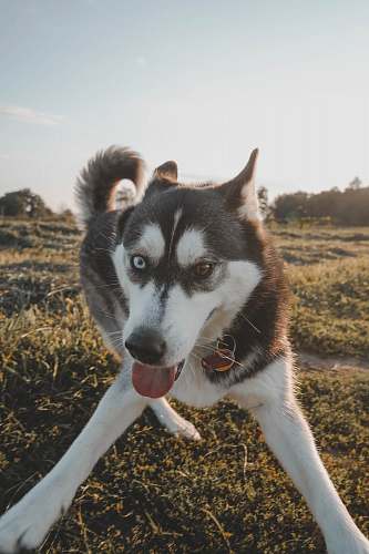 dog white and black dog on grass field husky