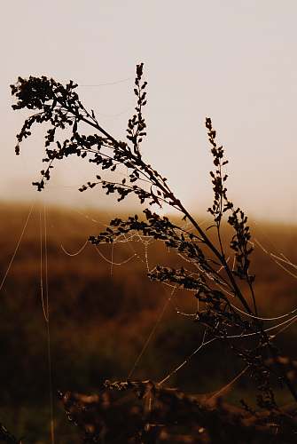 flora close-up photography of plant weed