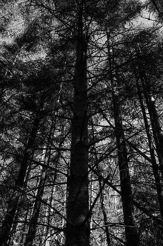 tree grayscale photography of trees black-and-white