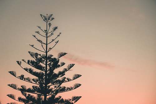 tree green leafed pine tree photography fir