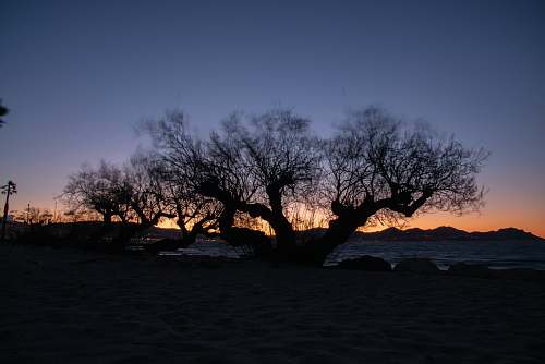 silhouette leafless tree at shore under gray skies tree