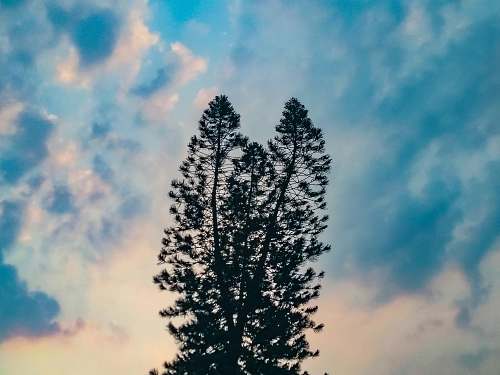 tree low-angle photo of silhouette of pine tree under cloudy sky abies