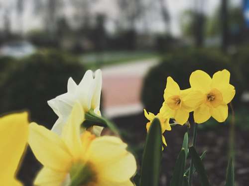 flower selective focus of yellow flower daffodil