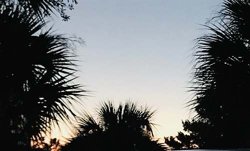tree silhouette of palm trees arecaceae