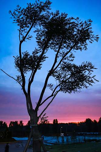 tree silhouette of tree during golden hour nature