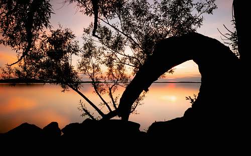 flora silhouette of tree during orange sunset grass