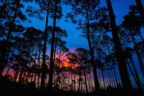 vegetation silhouette of trees during golden hour nature