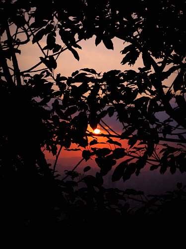 leaf silhouette of trees sunlight