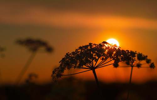 dusk silhouette photo of flower under sunset nature