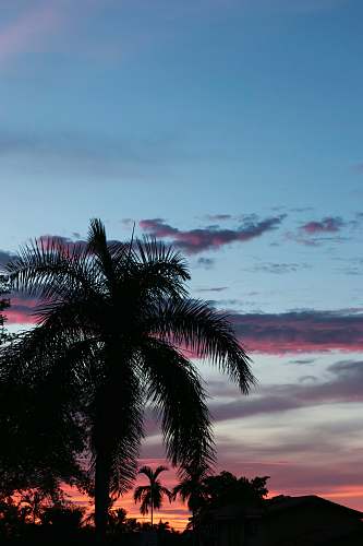 tree silhouette photo of palm tree arecaceae