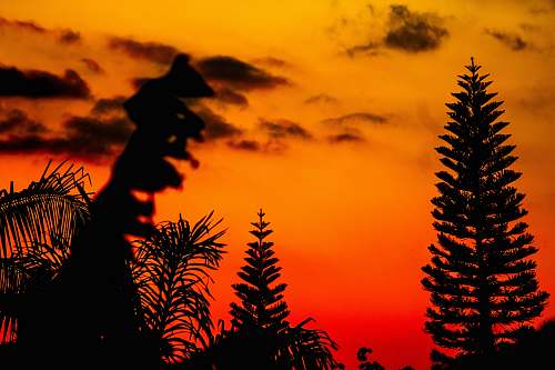 tree silhouette photo of trees during golden hour christmas tree