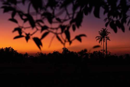 arecaceae silhouette photography of leaves flora