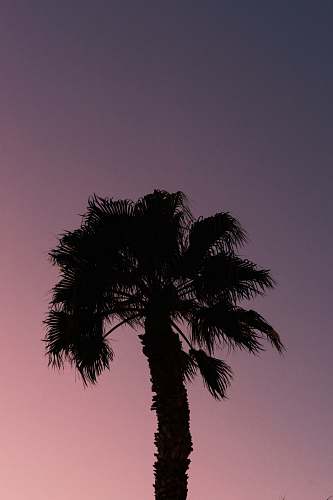 tree silhouette photography of palm tree arecaceae