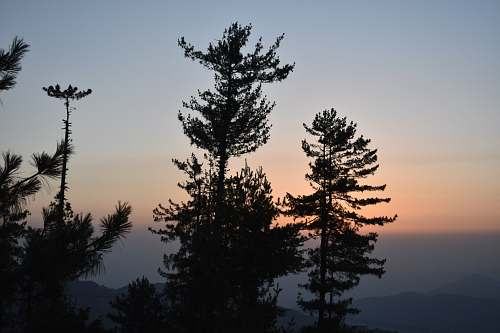 tree trees during sunrise abies