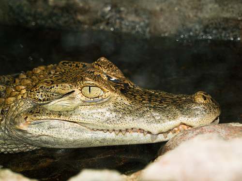 lizard close up photo of crocodile animal