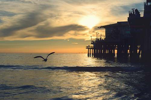 pier silhouette of bird flying during sunset bird