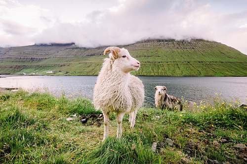 mammal white mountain goat on green grass field near river animal