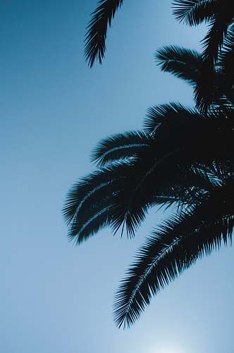 plant  tree