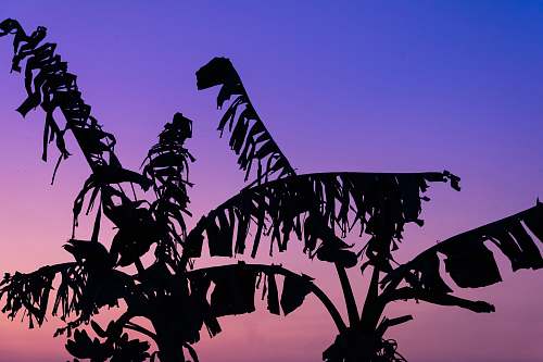 plant banana tree silhouette during sunset tree