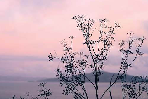 nature bare tree under cloudy sky outdoors