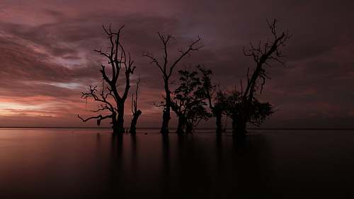 nature bare trees on body of water outdoors