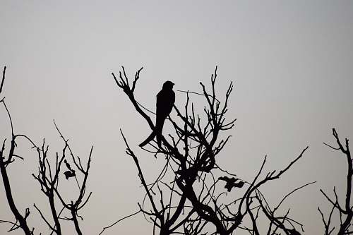 black-and-white bird on bare tree branch animal